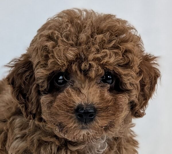 [#251813-03]  - Red F Poodle Puppies For Sale