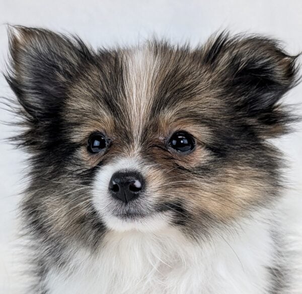 [#251983-03]  - Sable / White F Pomeranian Puppies For Sale