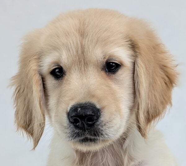 [#251927-04]  - Light Golden M Golden Retriever Puppies For Sale