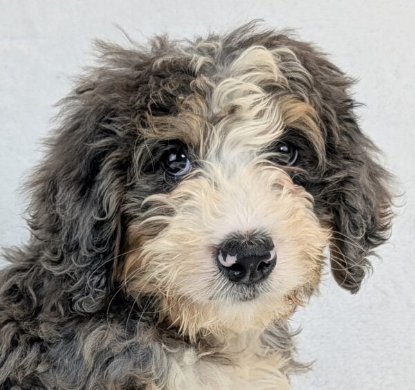 [#252111-03]  - Blue Merle / Tan M Bernedoodle Puppies For Sale