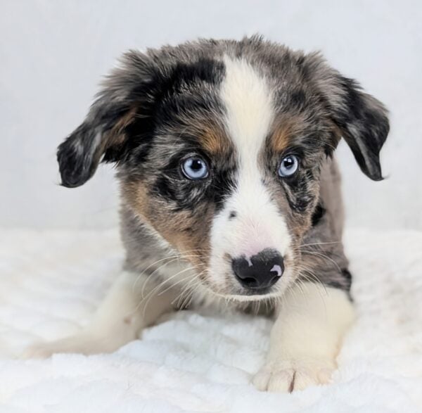 [#251866-01]  - Blue Merle M Australian Shepherd Puppies For Sale