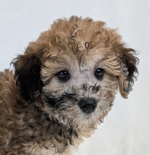 [#251995-06]  - Merle F Whoodle Mini Puppies For Sale