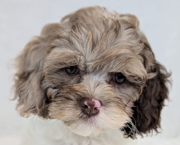 [#251918-05]  - Chocolate Merle F Cock A Poo Puppies For Sale