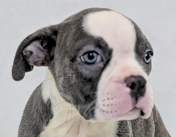 [#251815-04]  - Black / White F Boston Bulldog Puppies For Sale