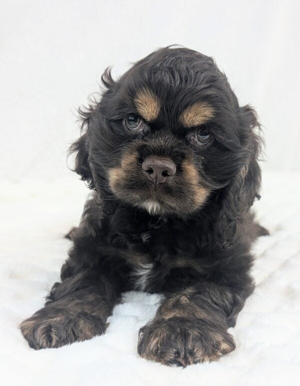 [#251959-03]  - Chocolate / Tan M Cocker Spaniel Puppies For Sale