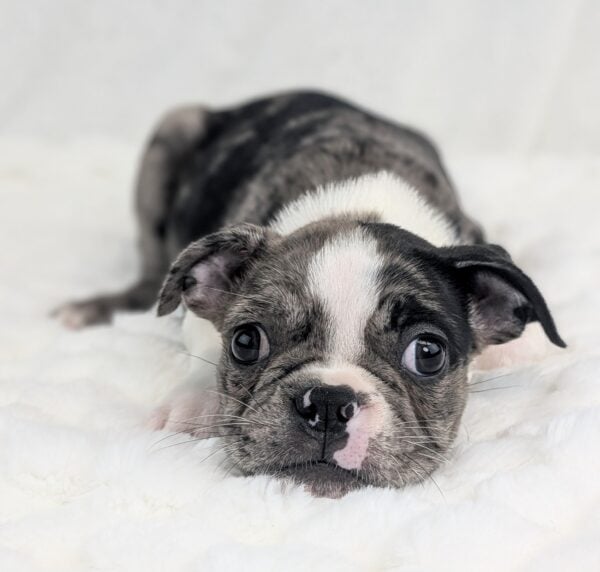 [#252016-04]  - Blue Merle / White F Boston Terrier Puppies For Sale