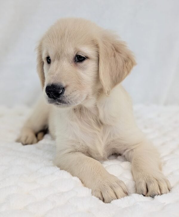 [#251930-04]  - Light Golden F Golden Retriever Puppies For Sale