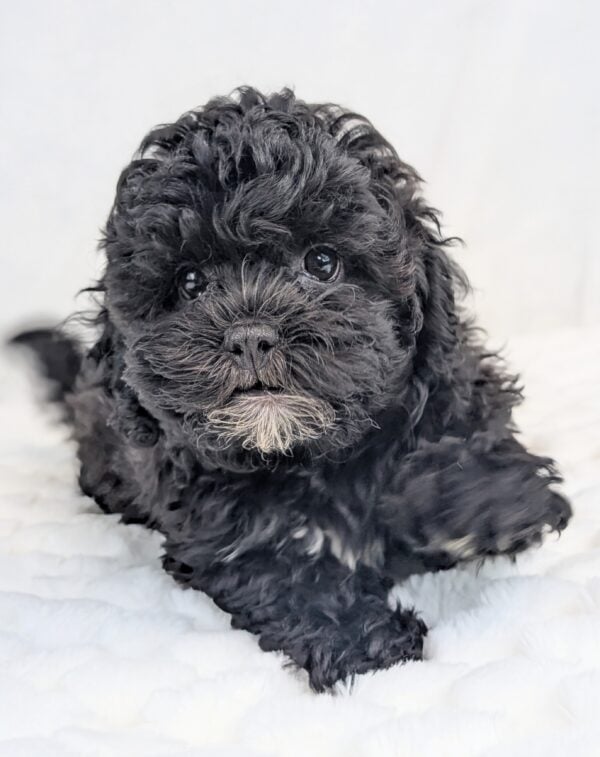 [#252032-03]  - Black / White M ShihPoo Puppies For Sale