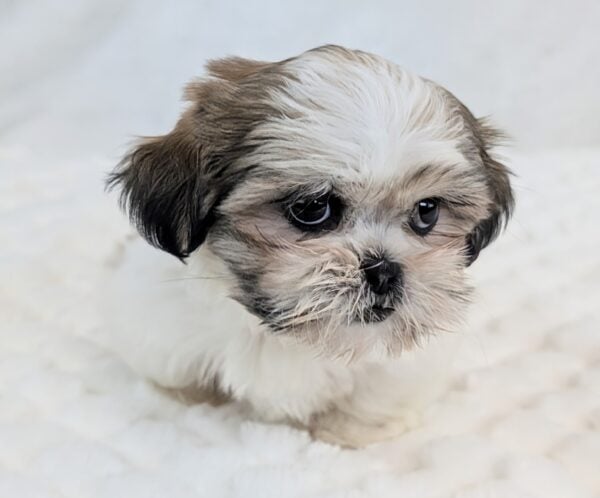 [#252042-05]  - White / Red F Shih Tzu Puppies For Sale