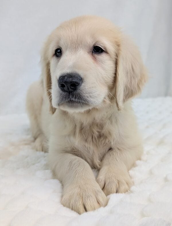 [#251930-03]  - Light Golden M Golden Retriever Puppies For Sale