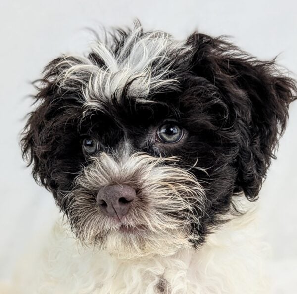 [#252049-02]  - Chocolate / White M Havanese Puppies For Sale