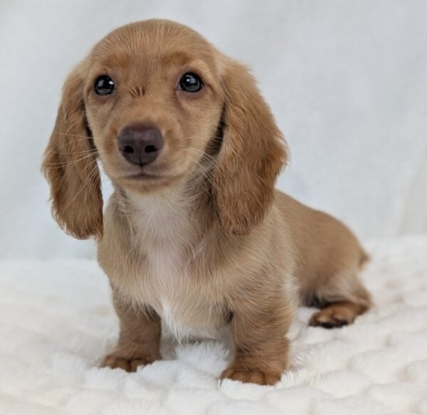 [#251885-03]  - Cream F Dachshund Puppies For Sale