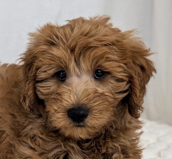 [#251876-03]  - Red M Goldendoodle Mini Puppies For Sale