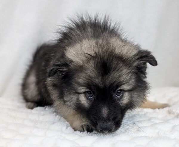 [#252170-02]  - Black / Silver M Keeshond Puppies For Sale