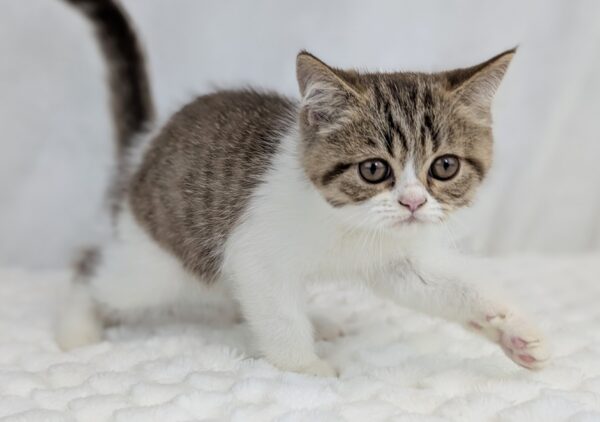 [#251702-01]  - Brown Tabby / White M Exotic Short Hair Kittens for Sale