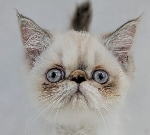 [#251702-02]  - Silver / White F Exotic Short Hair Kittens for Sale