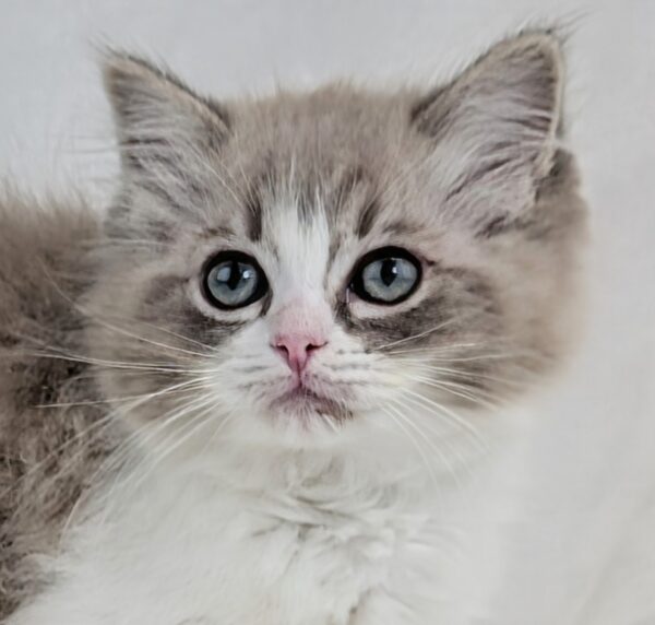 [#2590-08]  - F Ragdoll Cat Kittens for Sale