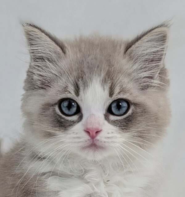 [#2590-03]  - M Ragdoll Cat Kittens for Sale