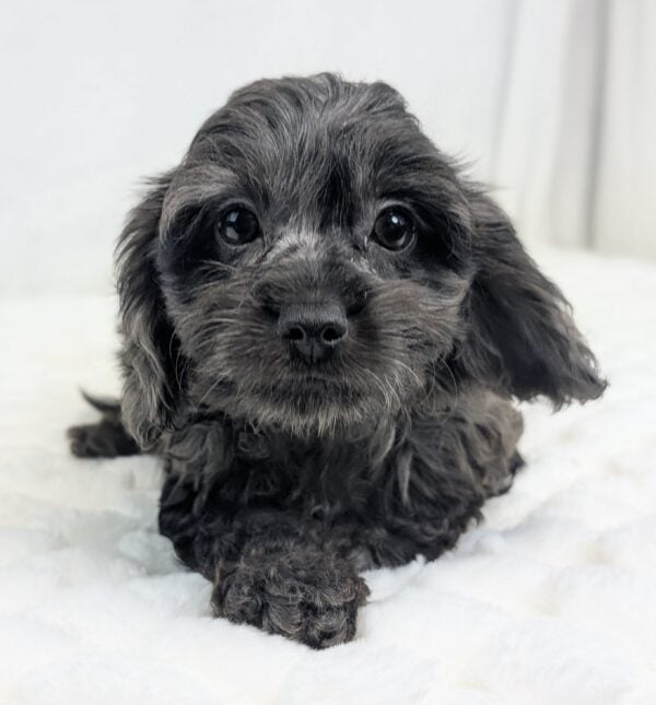 [#252179-02]  - Gray / Black M Cavapoo Puppies For Sale
