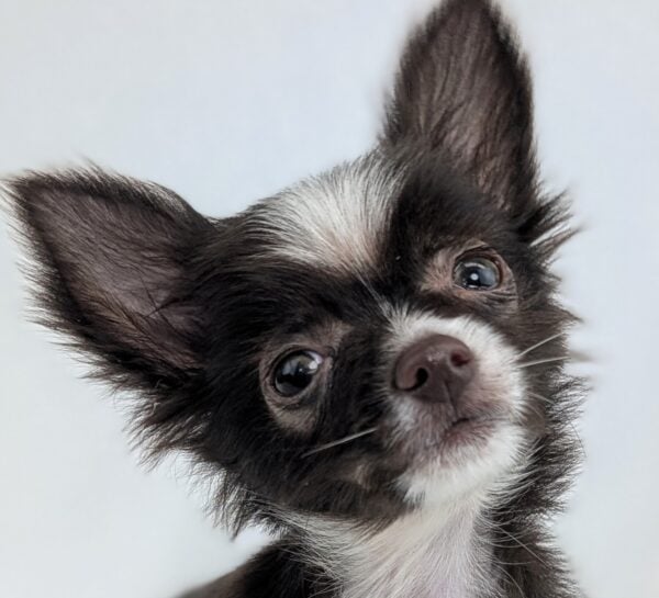 [#251765-02]  - Chocolate / White F Chihuahua Puppies For Sale