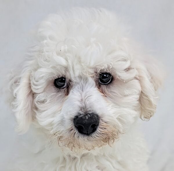 [#252192-01]  - White M Bichon Frise Puppies For Sale