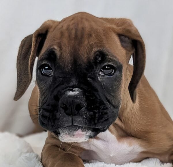 [#252039-11]  - Mahogany F Boxer Puppies For Sale
