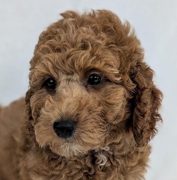 [#251808-01]  - Red M Goldendoodle Mini 2nd Gen Puppies For Sale