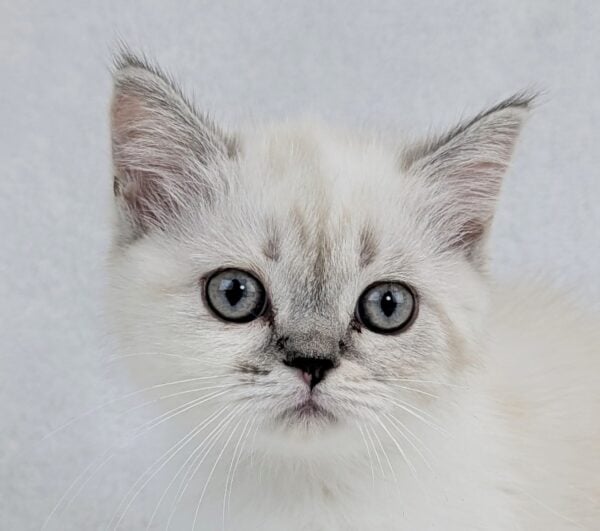 [#251848-02]  - Seal Points F Exotic Short Hair Kittens for Sale