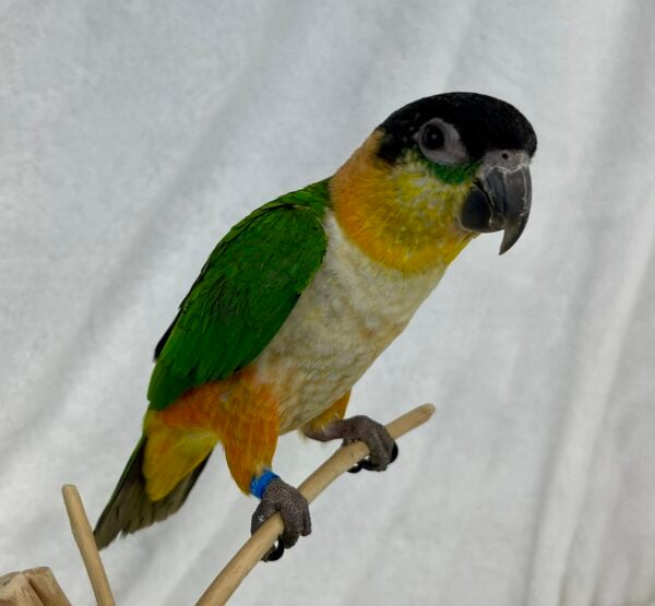 Image #2