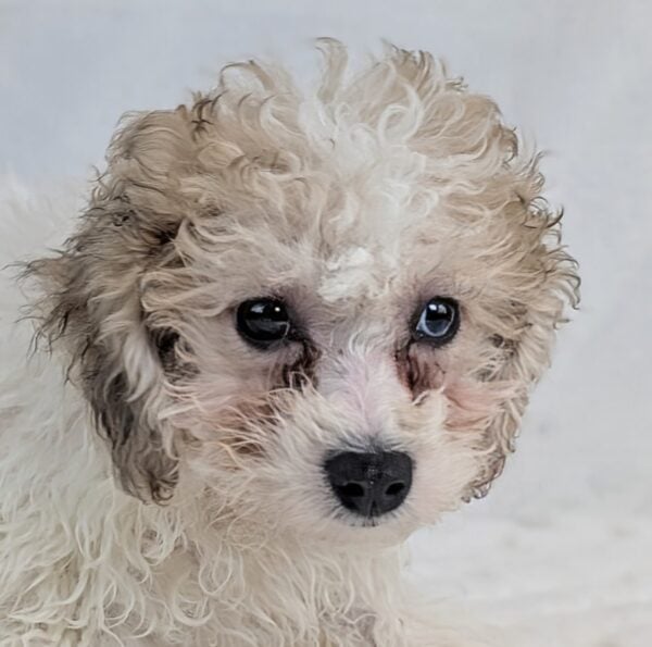 [#251936-02]  - White / Red F Bichapoo Puppies For Sale