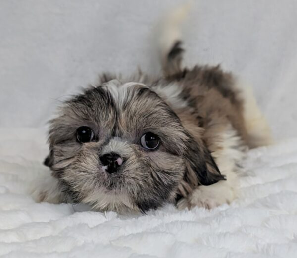 [#252198-02]  - Red / White M Shih Tzu Puppies For Sale