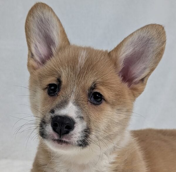 [#252078-01]  - Red / White M Pembroke Welsh Corgi Puppies For Sale