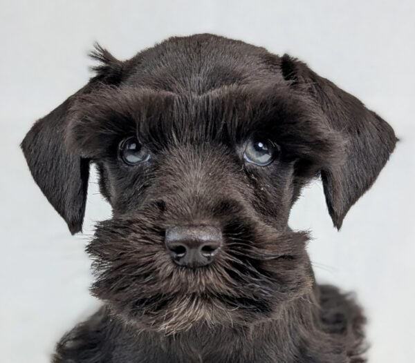 [#252482-04]  - Chocolate F Miniature Schnauzer Puppies For Sale