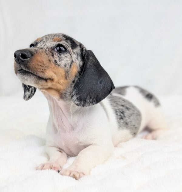 [#252184-01]  - Gray / White M Dachshund Puppies For Sale
