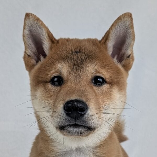 [#252082-03]  - Red Sesame M Shiba Inu Puppies For Sale