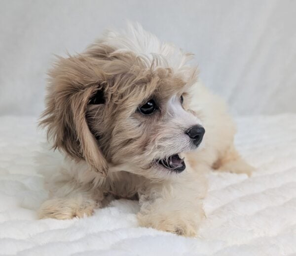 [#252138-02]  - White / Apricot F Cavachon Puppies For Sale
