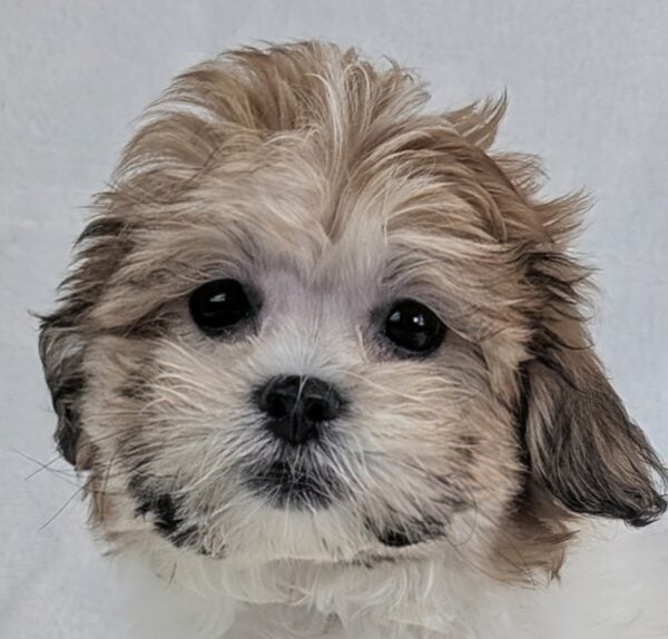 [#251964-02]  - Brown / White F Teddy Bear Puppies For Sale