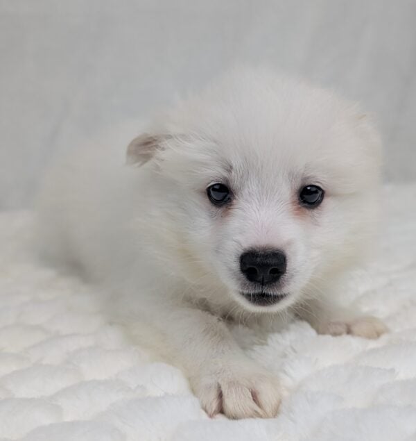 [#252271-02]  - White M American Eskimo Dog Puppies For Sale
