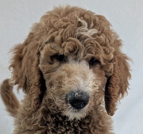 [#252292-04]  - Red M Goldendoodle 2nd Gen Puppies For Sale