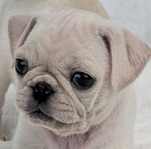 [#252232-05]  - White F Pug Puppies For Sale