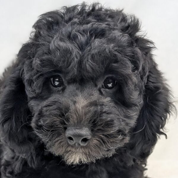 [#252028-02]  - Black M Goldendoodle Mini 2nd Gen Puppies For Sale