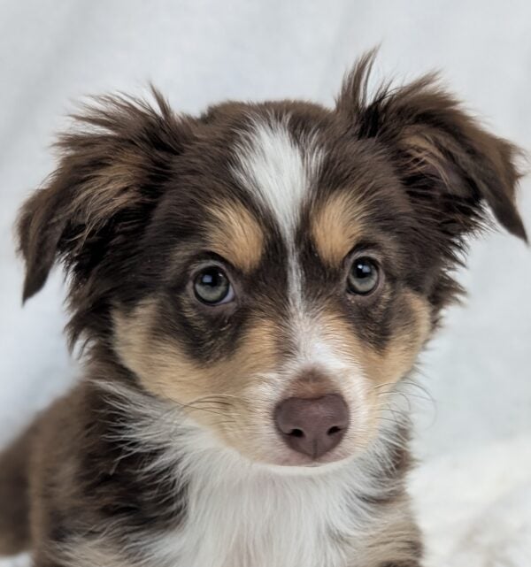 [#251872-02]  - Red Tan / White M Miniature Australian Shepherd Puppies For Sale