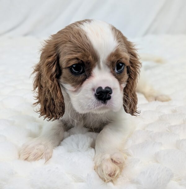 [#252244-01]  - Blenheim M Cavalier King Charles Spaniel Puppies For Sale