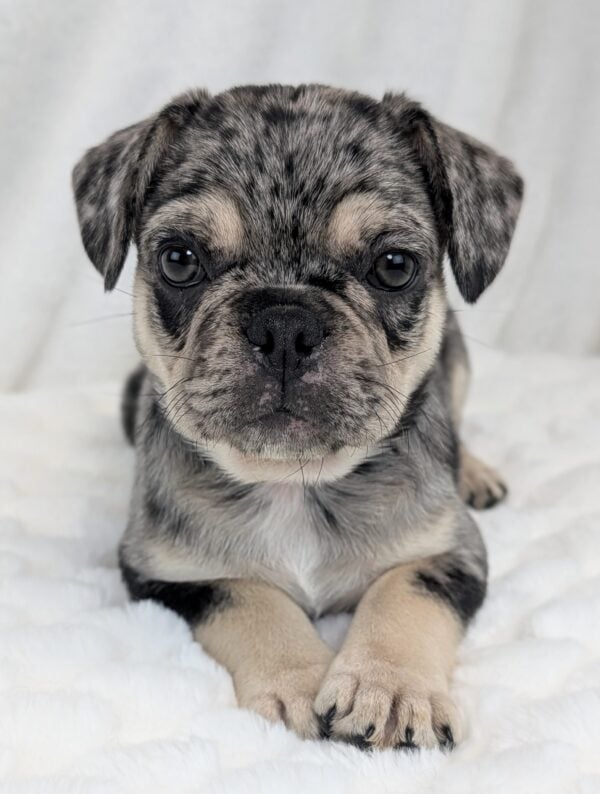 [#252368-02]  - Blue Merle F Frug Puppies For Sale