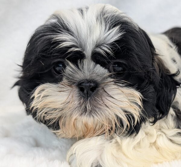 [#252034-04]  - Black / White M Shih Tzu Puppies For Sale