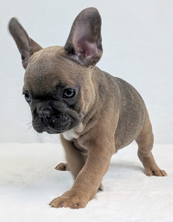 [#252070-02]  - Blue Fawn M French Bulldog Puppies For Sale
