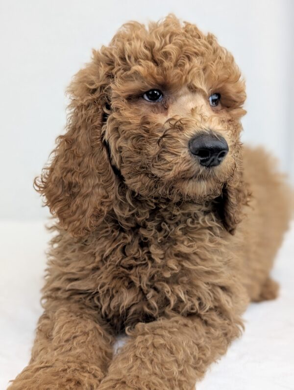 [#252521-04]  - Red M Poodle Standard Puppies For Sale