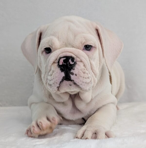[#252283-06]  - Fawn / White F Victorian Bulldog 2nd Gen Puppies For Sale