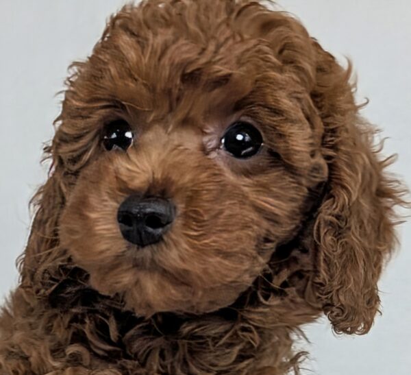 [#252228-02]  - Red F Poodle Puppies For Sale