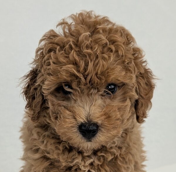 [#252250-03]  - Red M Schnoodle Puppies For Sale